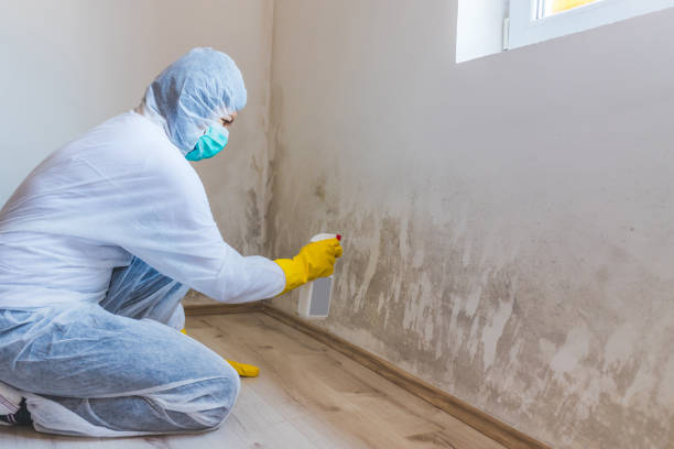 Licensed Black Mold Remediation service in Henrico, NC - 24 Hour Mold Removal
