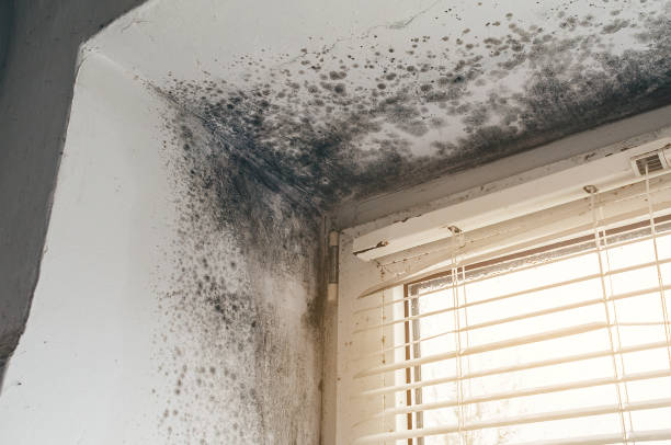 Affordable Black Mold Remediation solutions in Henrico, NC