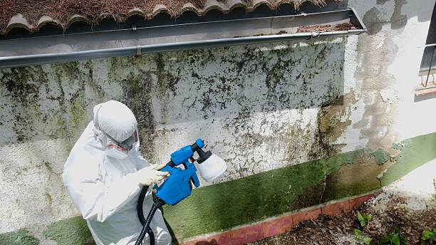 Top rated local Black Mold Remediation specialists in Henrico, NC